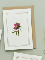 Catherine Lewis Design Catherine Lewis Design Hellebore Card