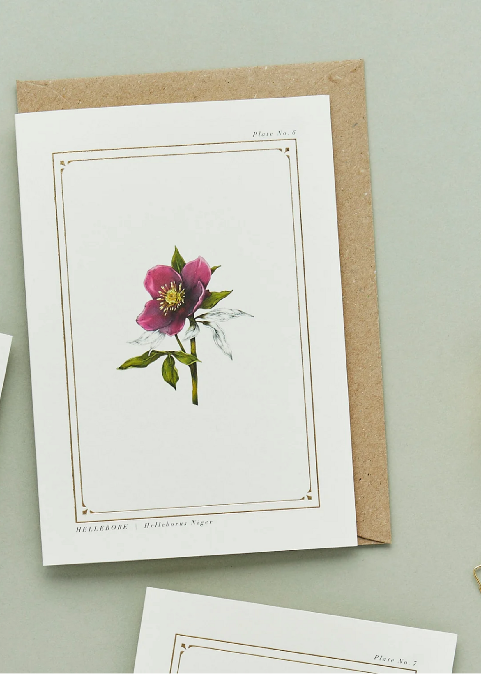 Catherine Lewis Design Catherine Lewis Design Hellebore Card