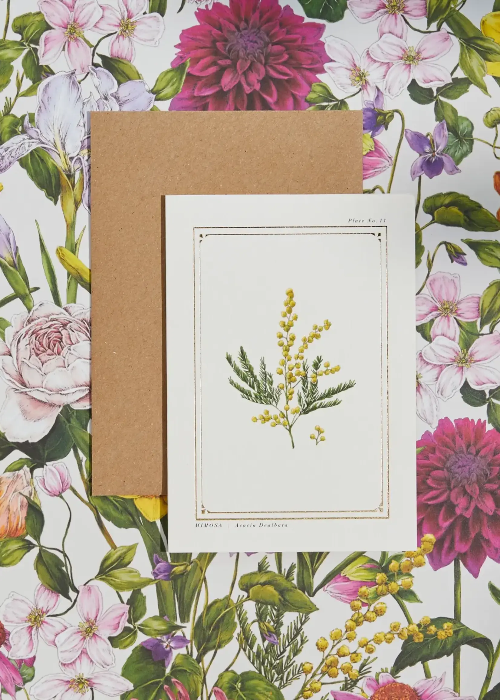 Catherine Lewis Design Catherine Lewis, Pine Cone, Card