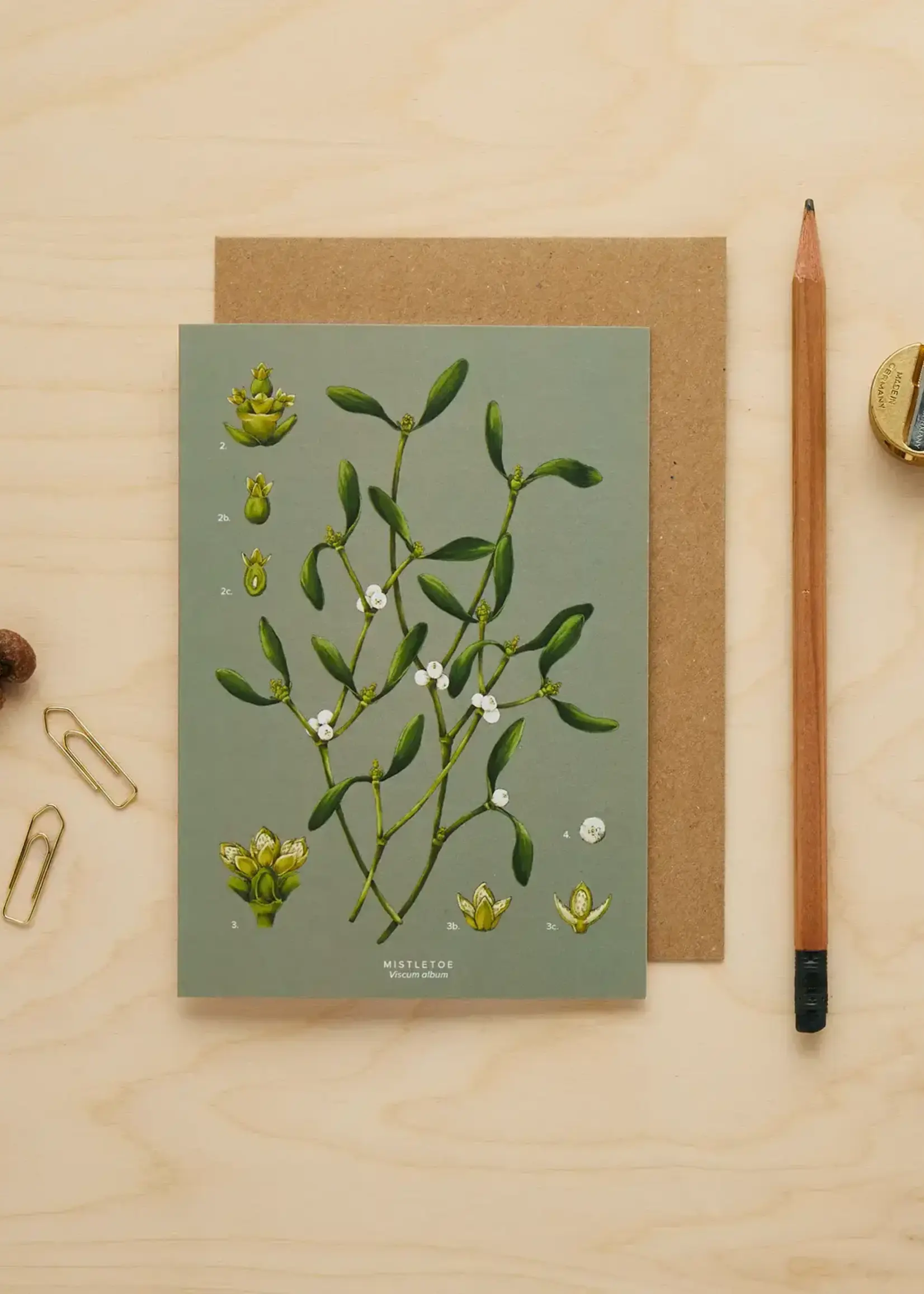 Catherine Lewis Design Catherine Lewis, Mistletoe Specimen, Card