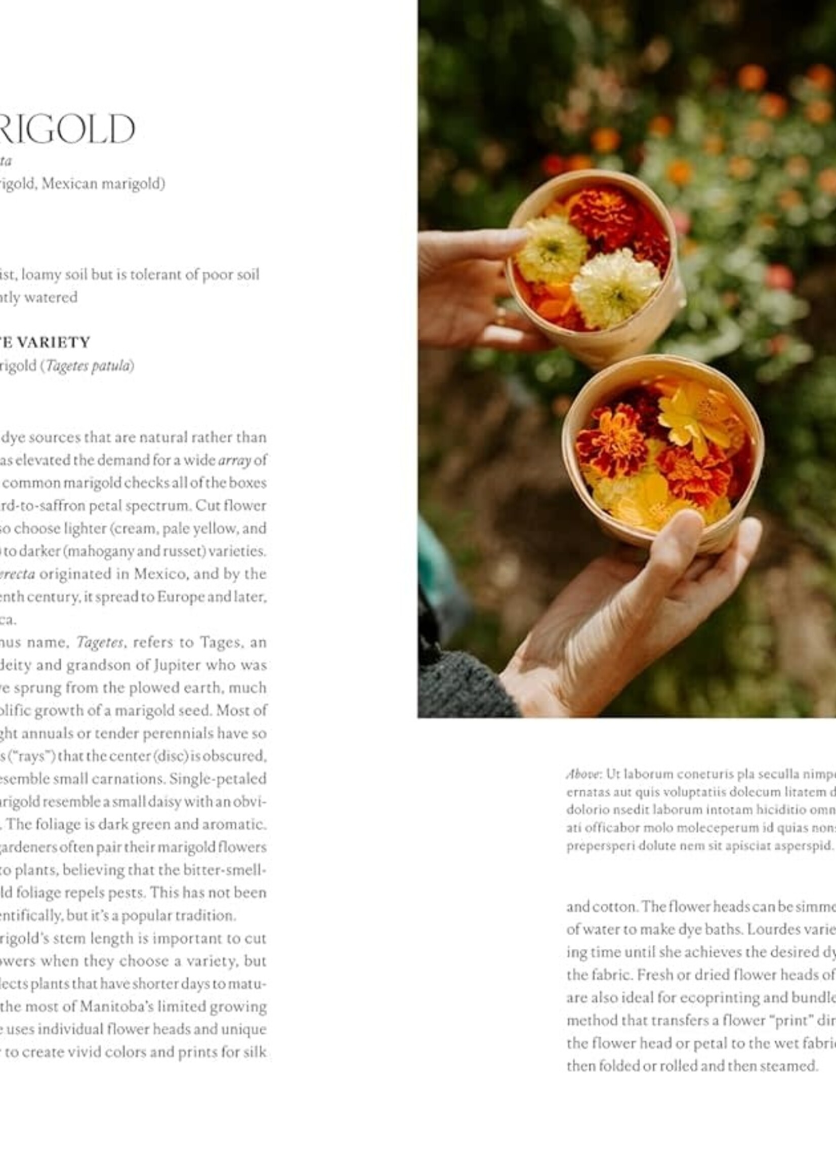 the Flower Farmers: Inspiration and advice from expert growers