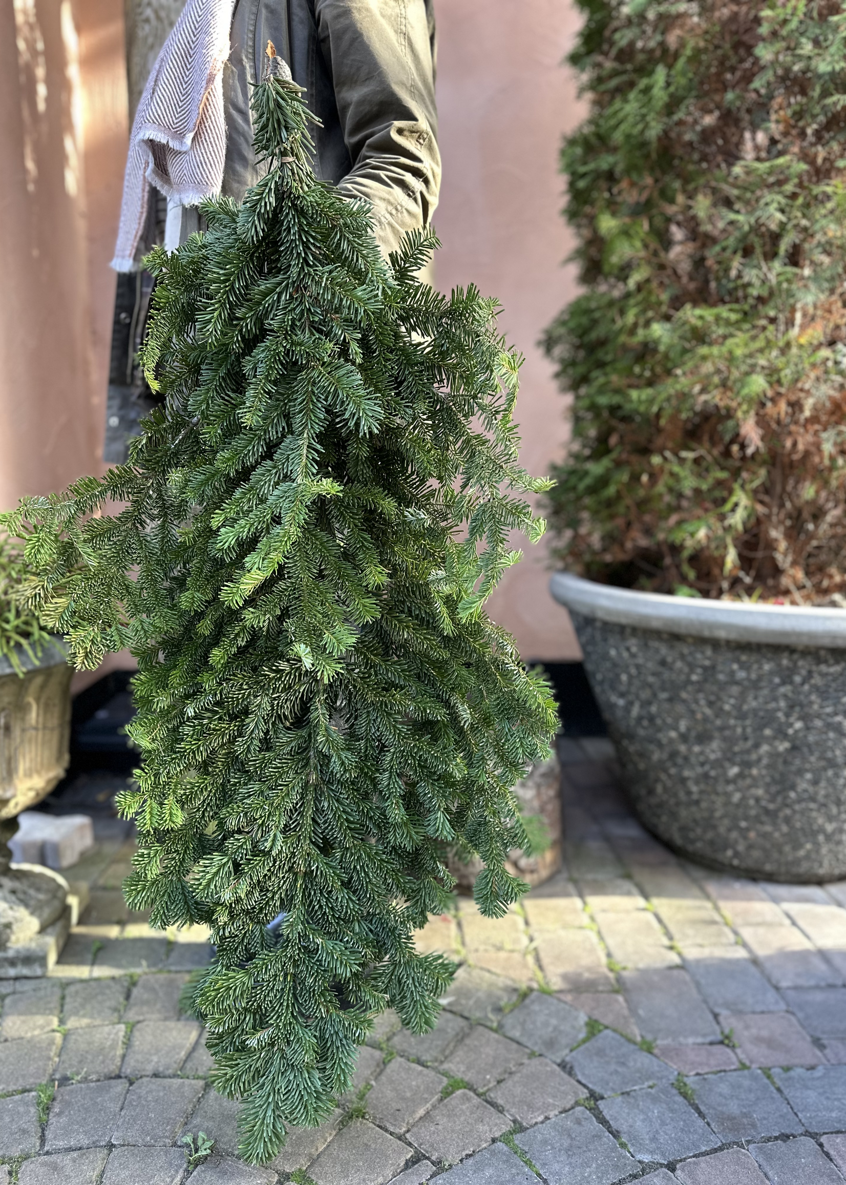 Bunch of Fir, Noble & Silver