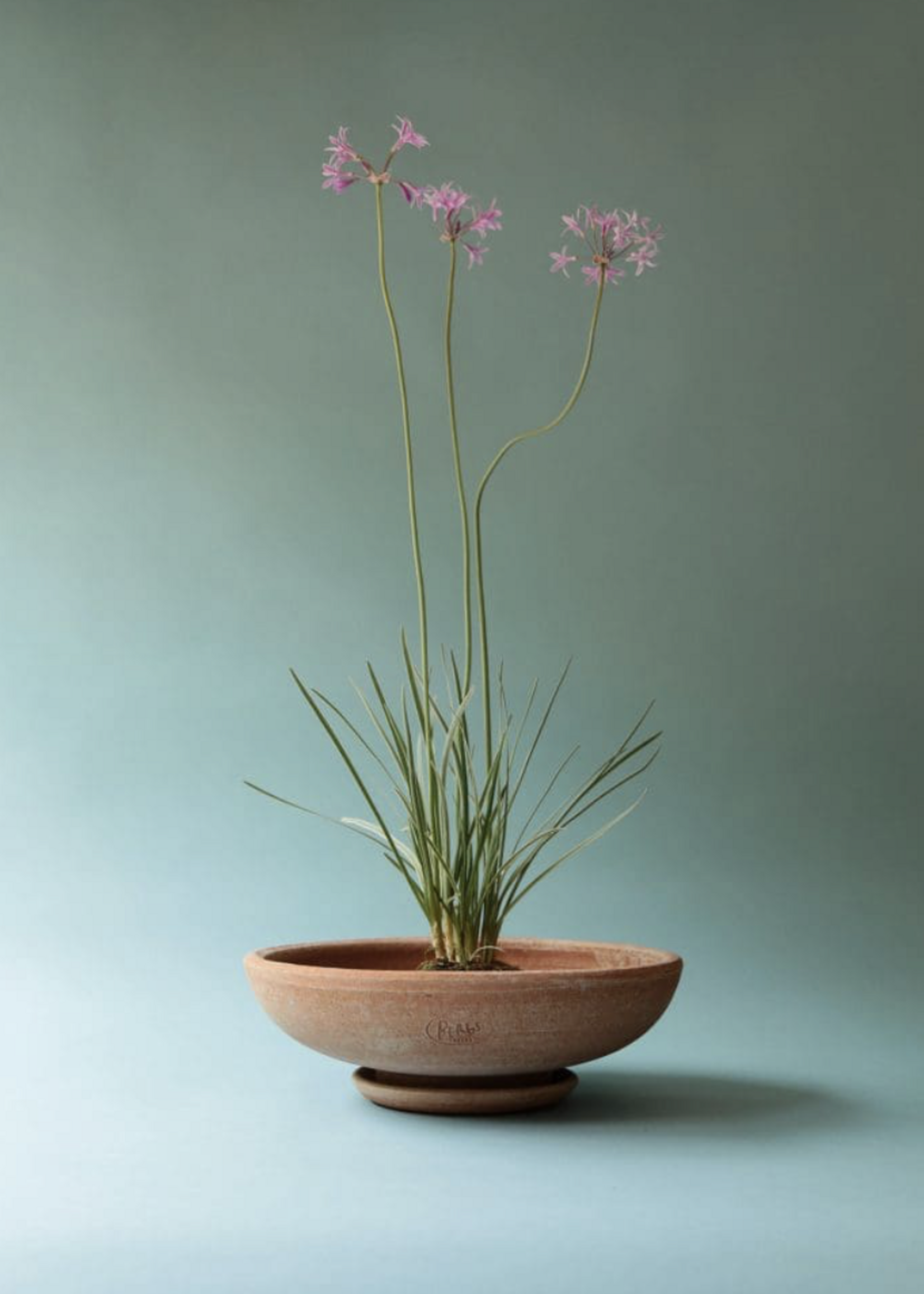 Bergs Potter Ada RAW Rosa, 30cm