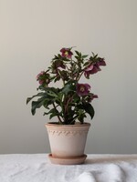 Bergs Potter Bergs Potter Copenhagen, Raw Rosa 25cm