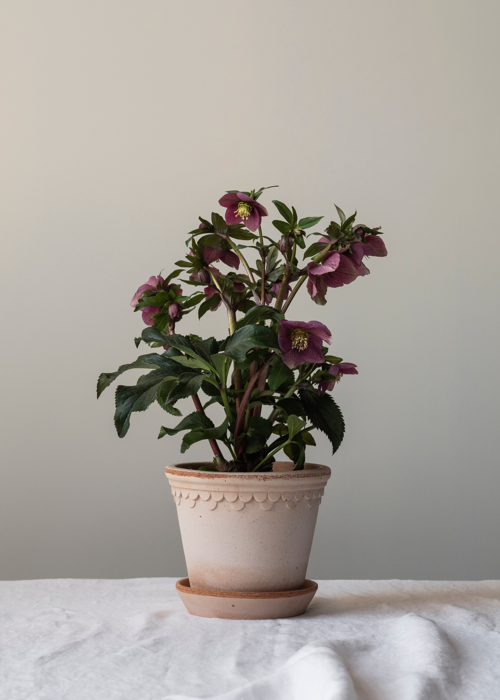 Bergs Potter Bergs Potter Copenhagen, Raw Rosa 25cm