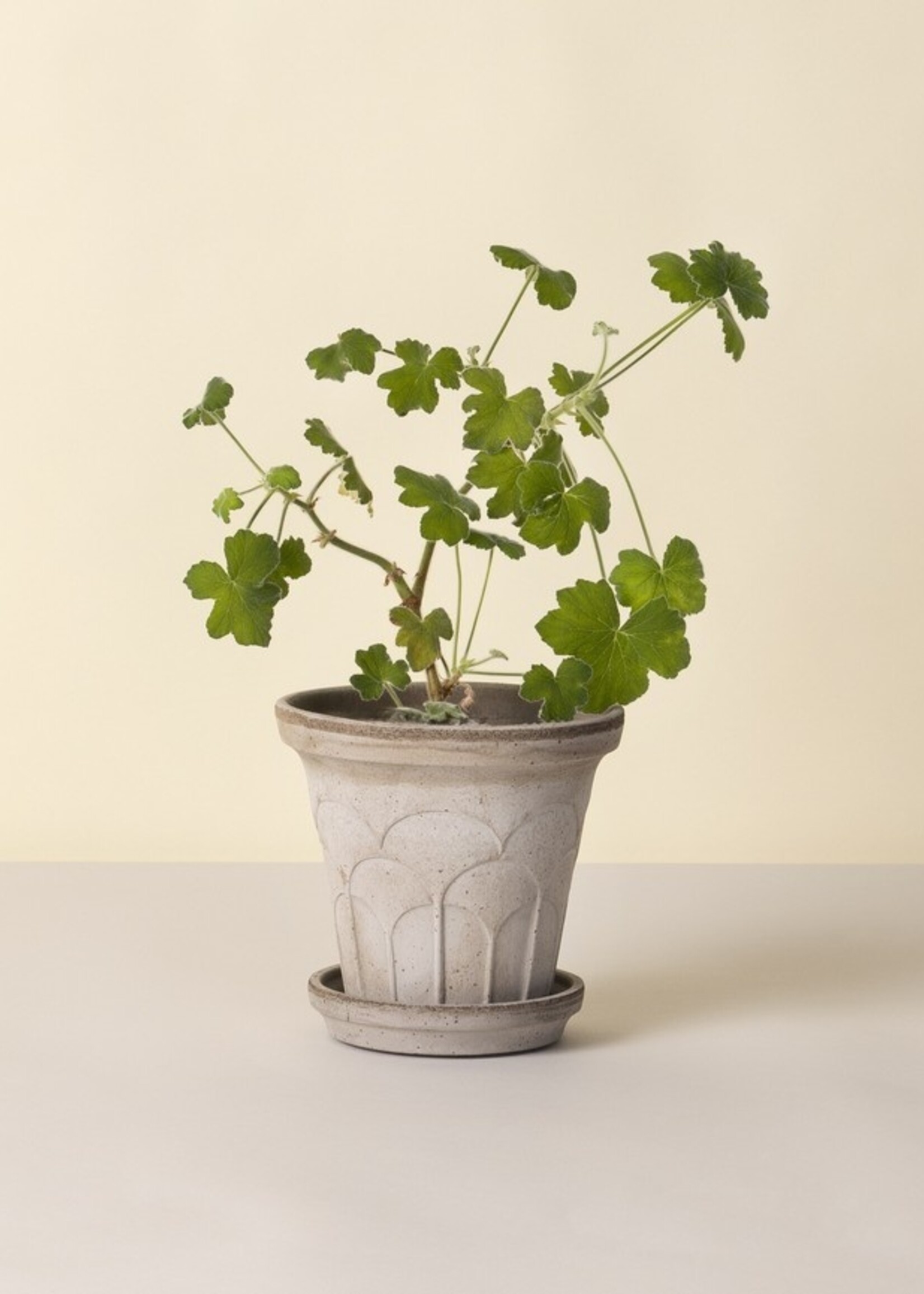 Bergs Potter, FLEUR, 16cm, Raw Grey