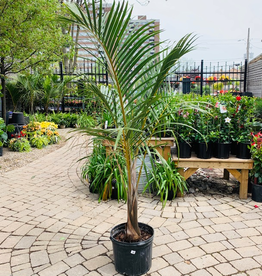 Spindle Palm 14”