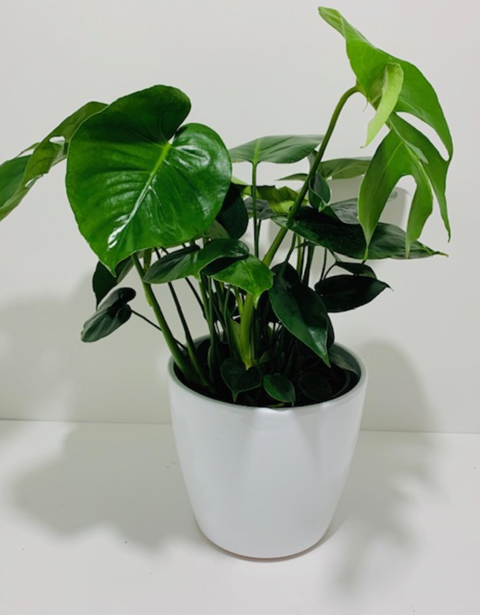 10” Philodendron Monstera in White Ceramic Pot