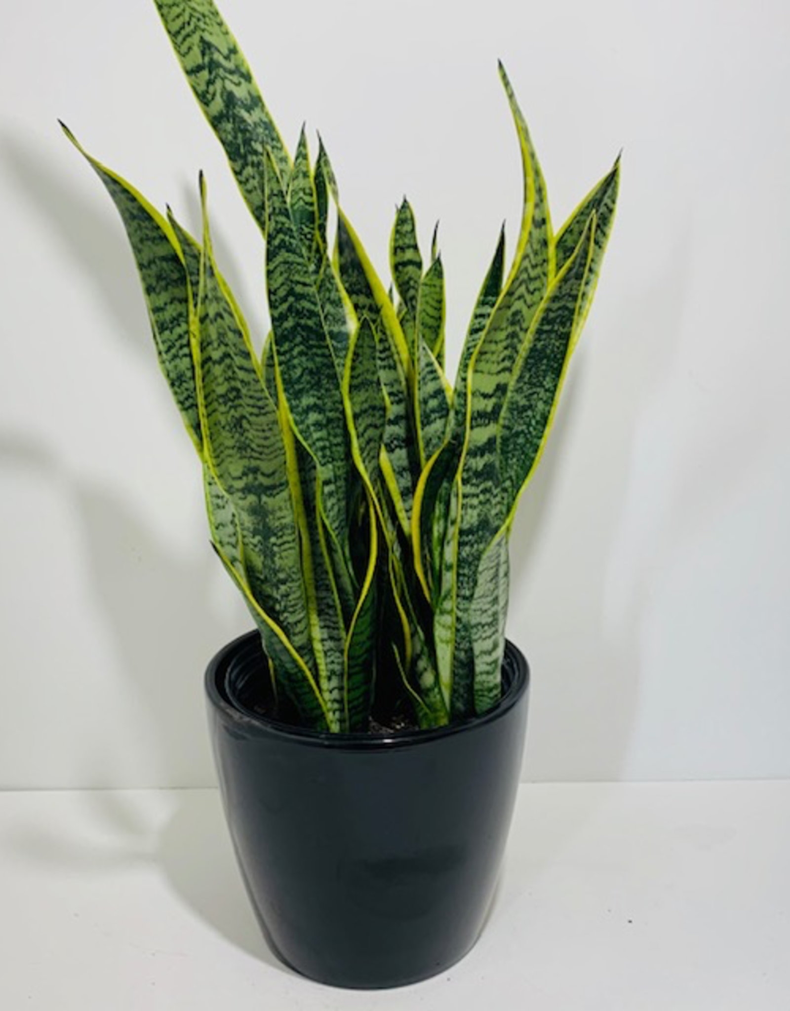 10” Sansevieria Laurentii in Black Ceramic Pot