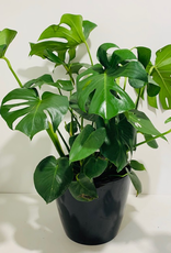 10” Philodendron Monstera in Black Ceramic Pot