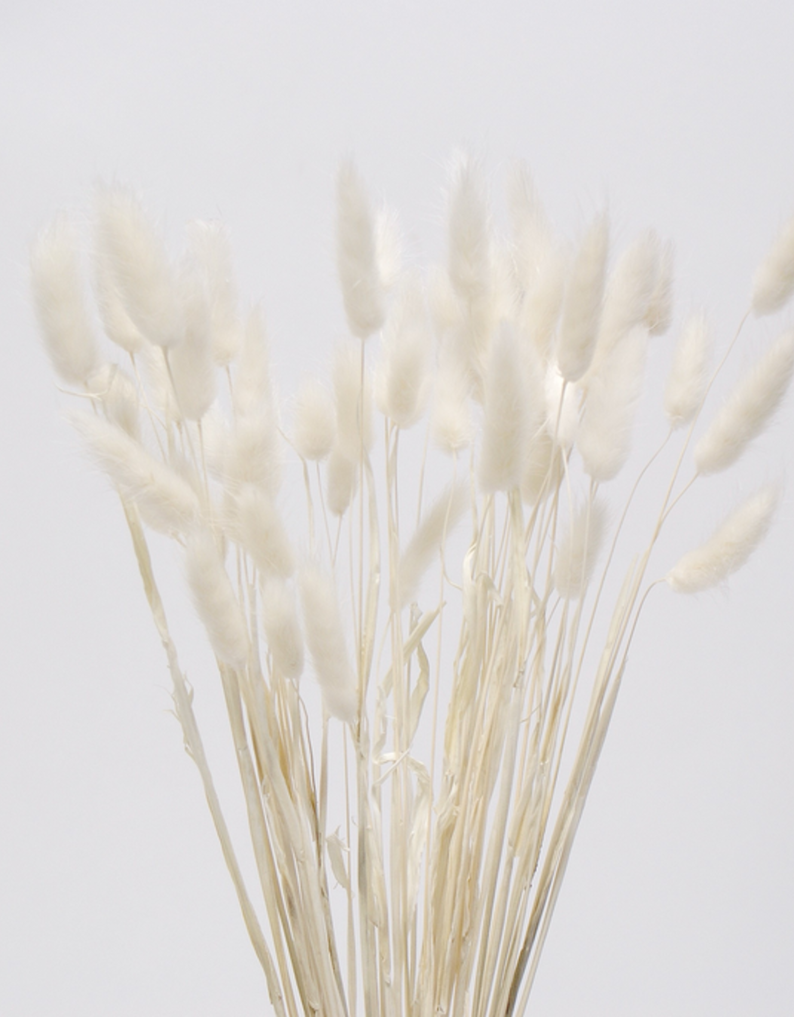 16" White Bunny Tail Stems - 50 pack