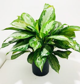 10" Aglaonema - Maria Christina