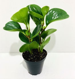 3.5" Peperomia Green Leaf