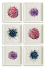 Sea Urchin Print  - 6 Assorted Styles