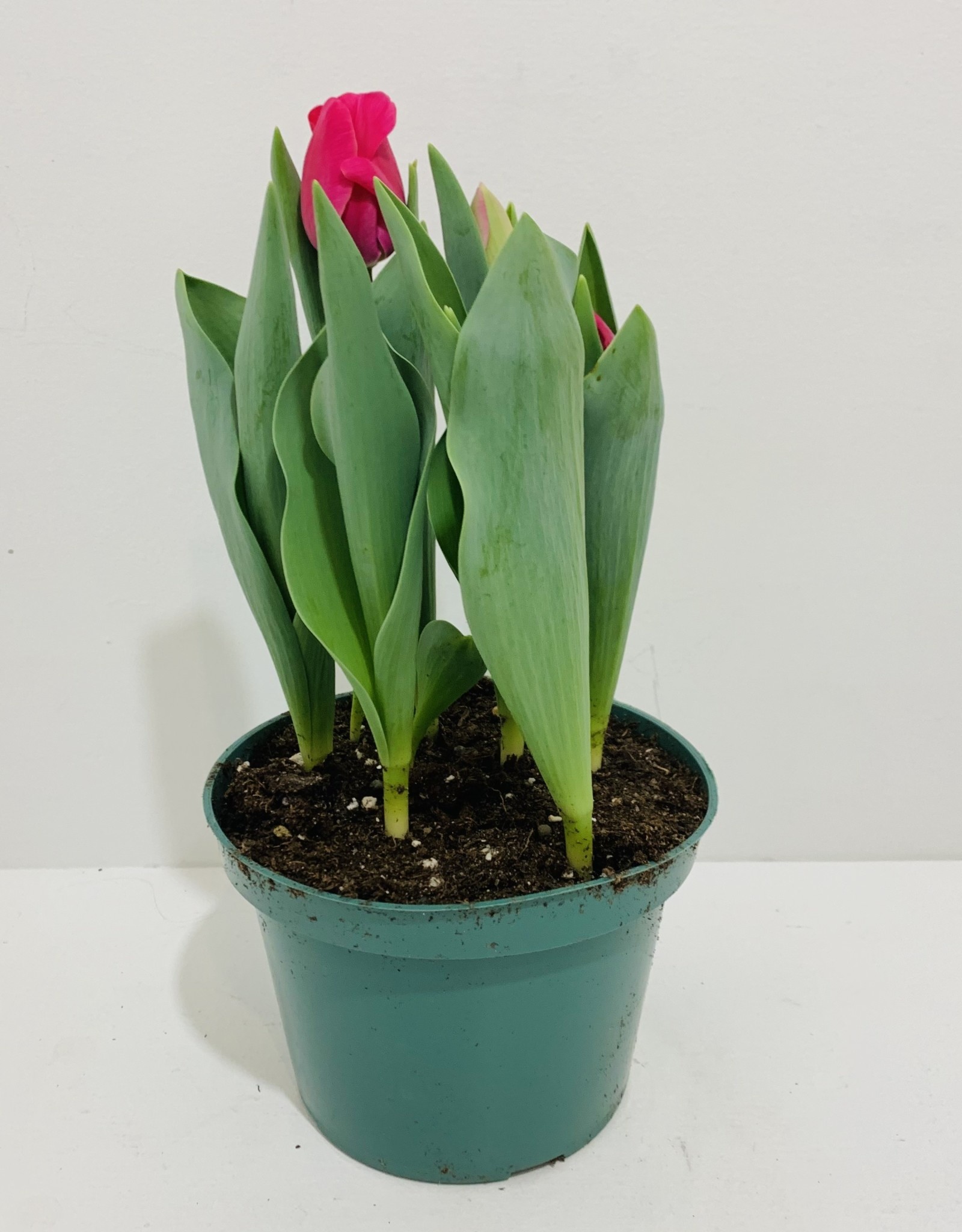 Pink Tulip 6"