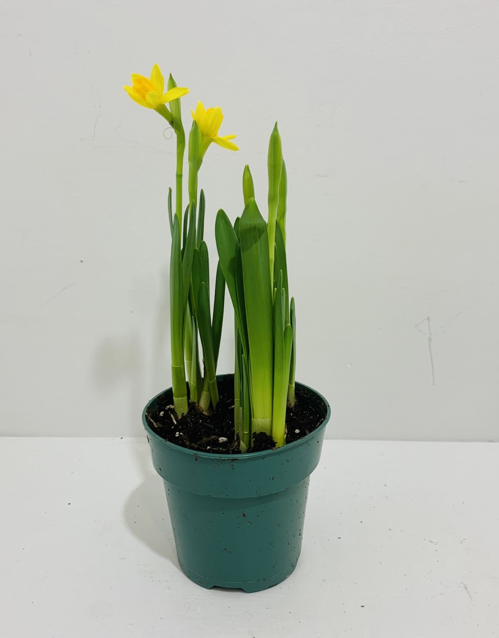 Daffodil 4"