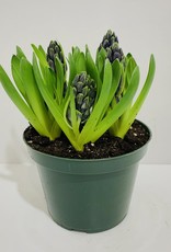 Blue Hyacinth 7"