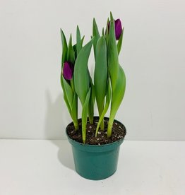 Purple Tulip 6"