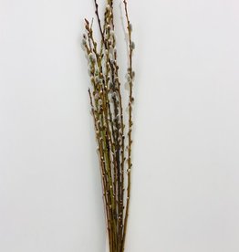 Pussy Willow 100cm
