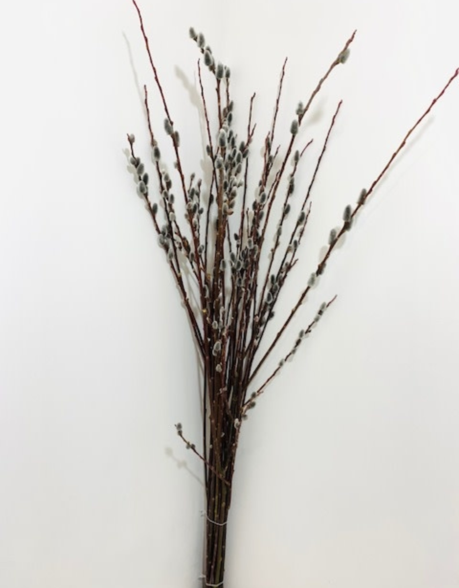 Branched Pussy Willow 125cm