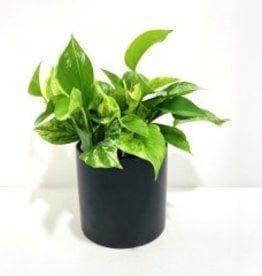 6” Pothos in Black Cercle Pot