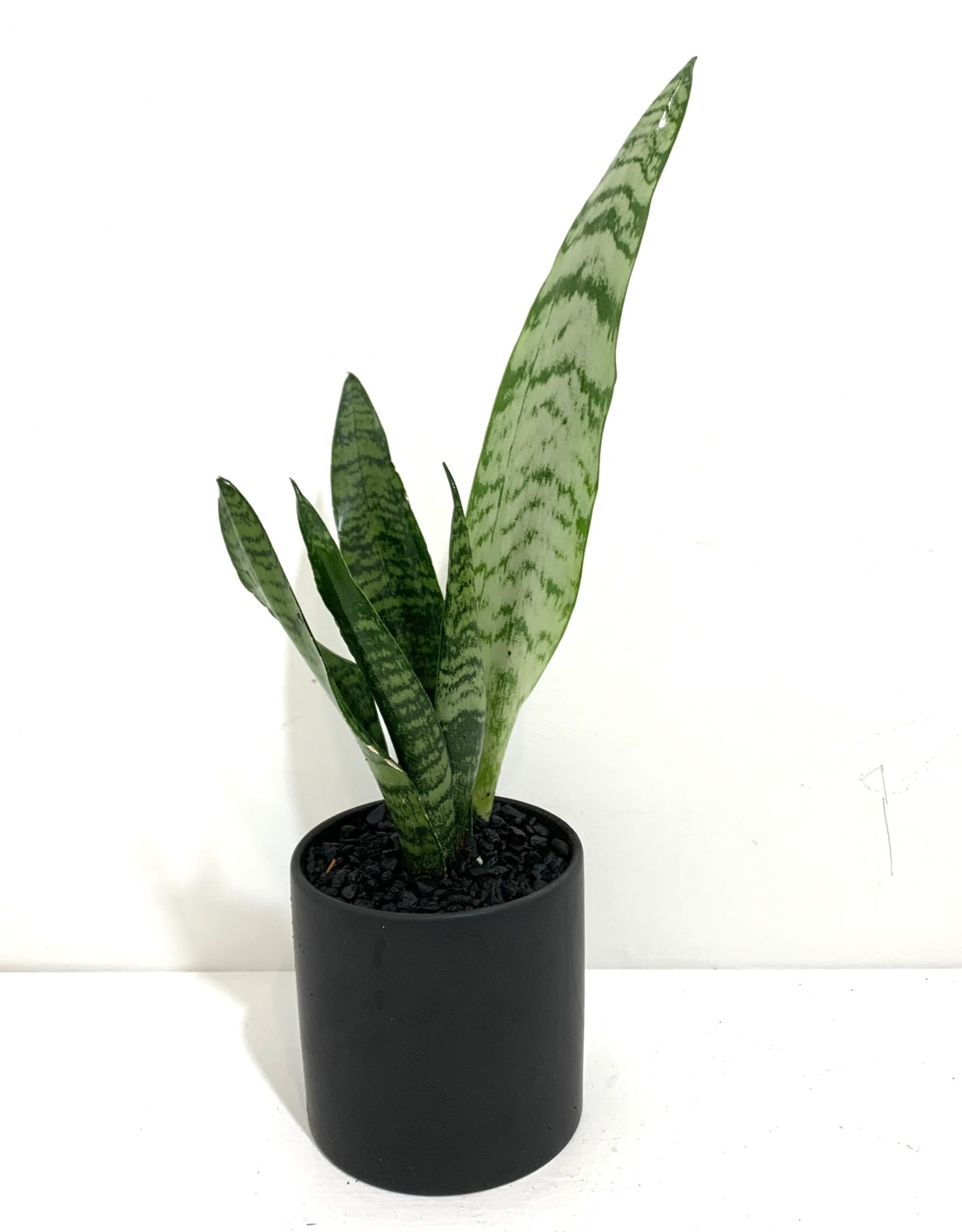 4” Sansevieria Zeylanica in Black Cercle Pot