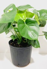 10" Philodendron - Monstera