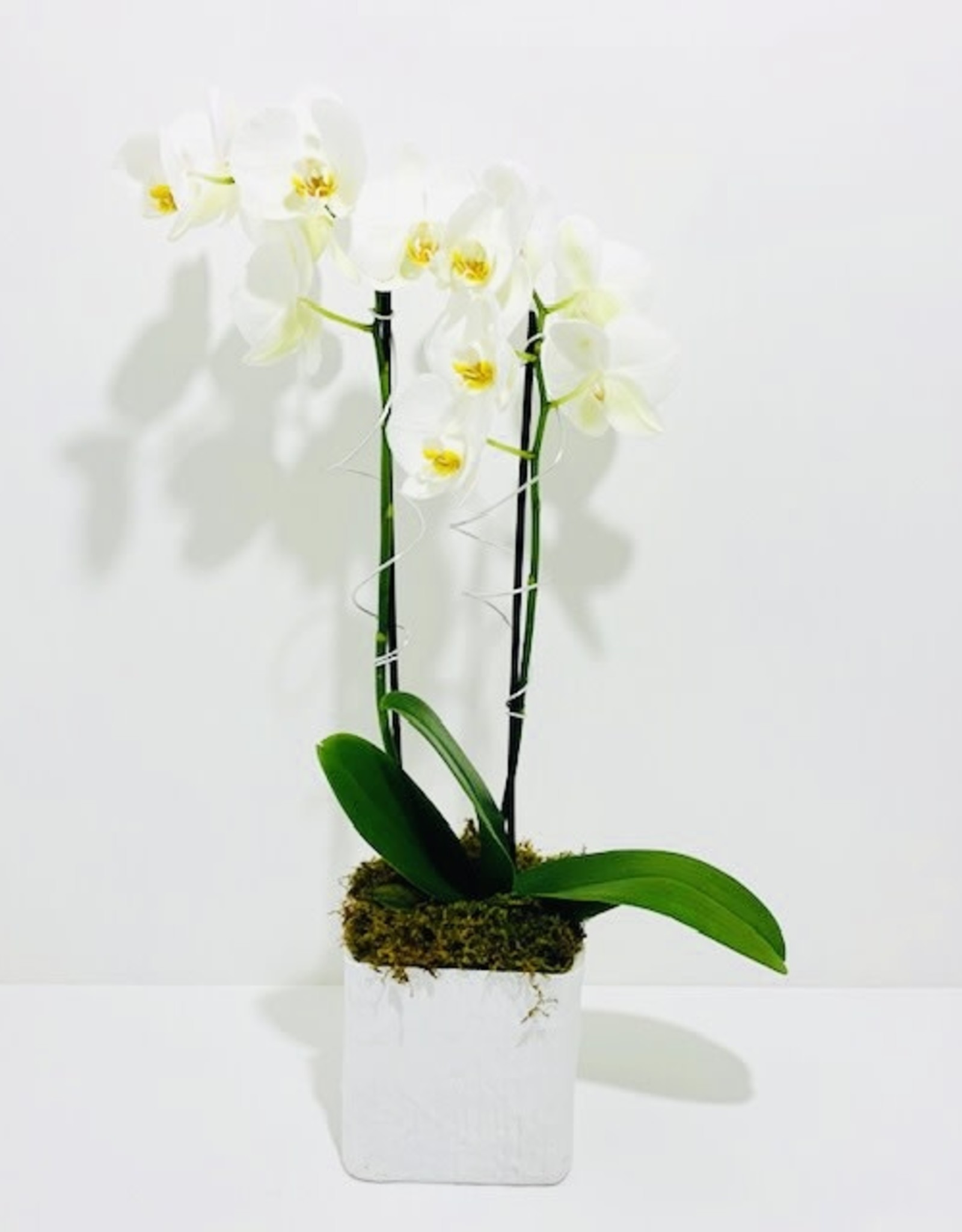 Double Stem Orchid in White Linen Pot