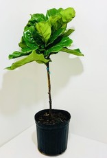 10" Fiddle Leaf Fig Standard