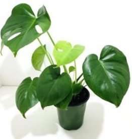 6" Monstera - Philodendron