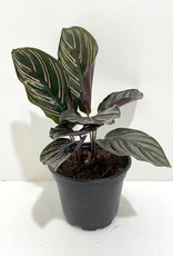 4" Calathea - Assorted