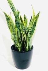 10” Sansevieria Laurentii in Black Ceramic Pot