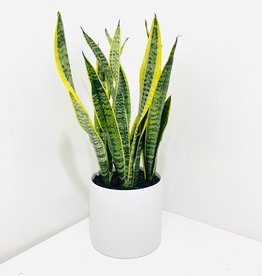 6" Yellow Sansevieria in White Cercle Pot