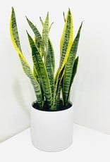 6" Yellow Sansevieria in White Cercle Pot
