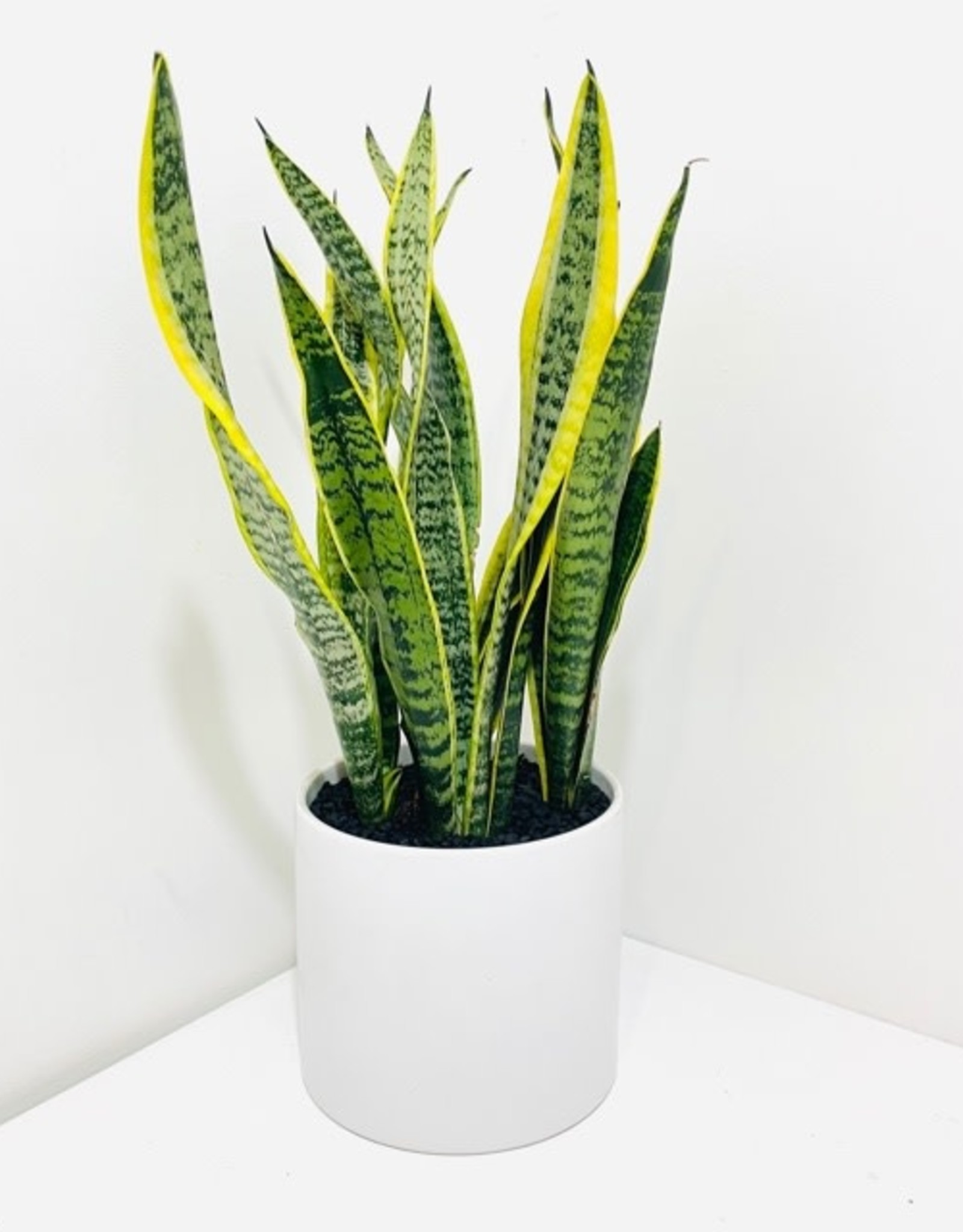 6" Yellow Sansevieria in White Cercle Pot