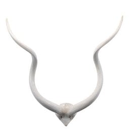 Kudu Horn - V Skull W18" L26"