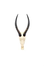 Blesbok Horn - Full Skull