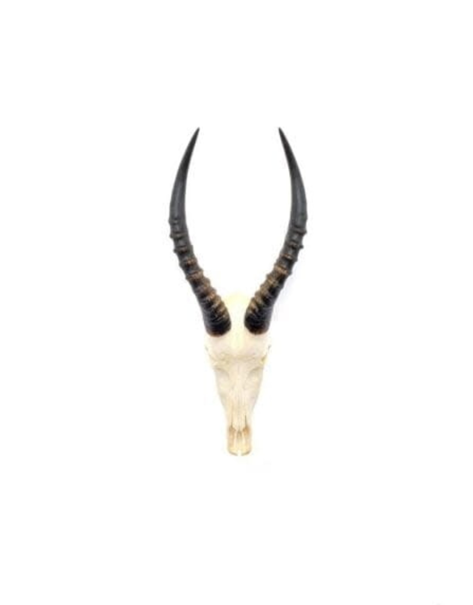 Blesbok Horn - Full Skull