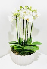 Orchid Arrangement in White Ceramic Bowl