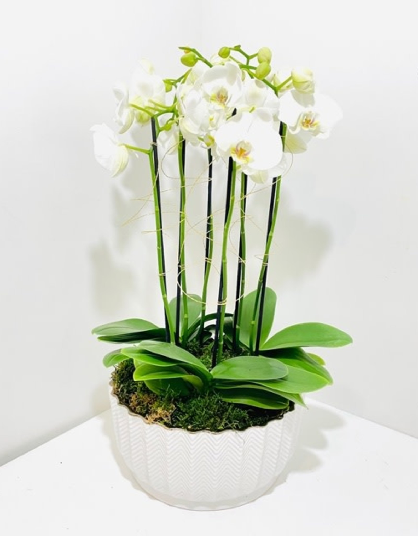Orchid Arrangement in White Ceramic Bowl
