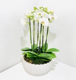 Orchid Arrangement in White Ceramic Bowl