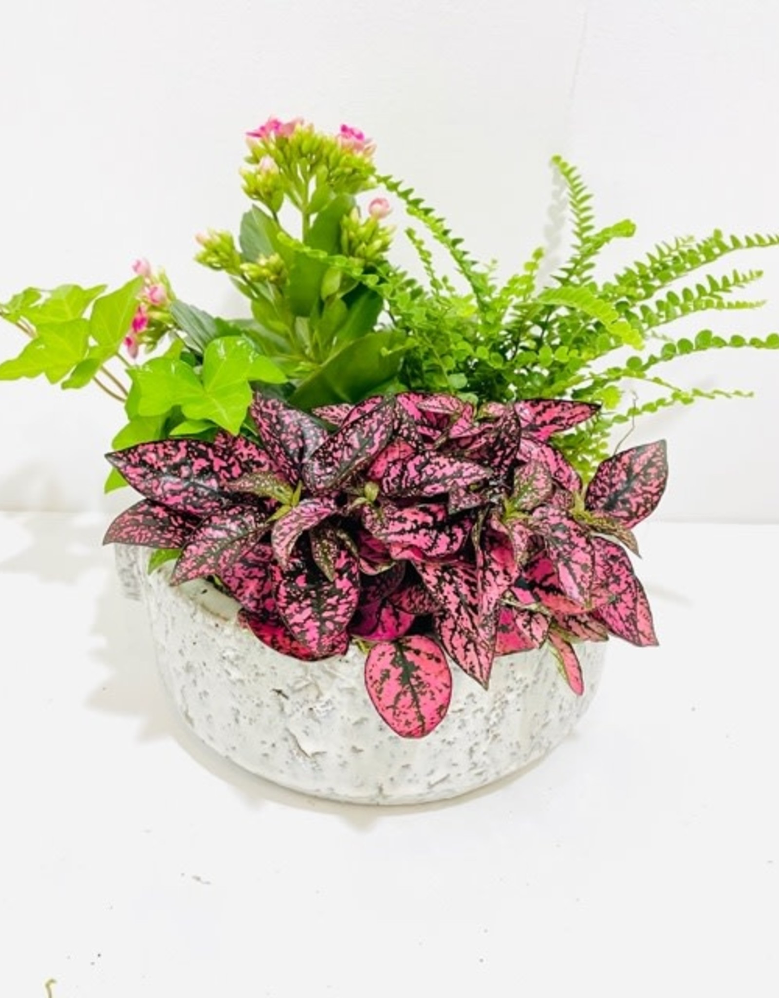 6" Flowering Plant Arrangement in Dorian Bowl