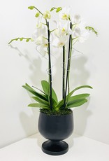 Orchid Arrangement in Black Pedestal Planter