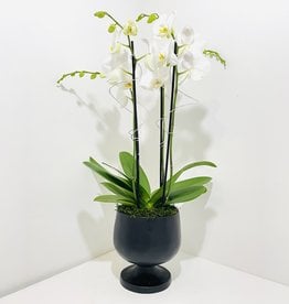 Orchid Arrangement in Black Pedestal Planter