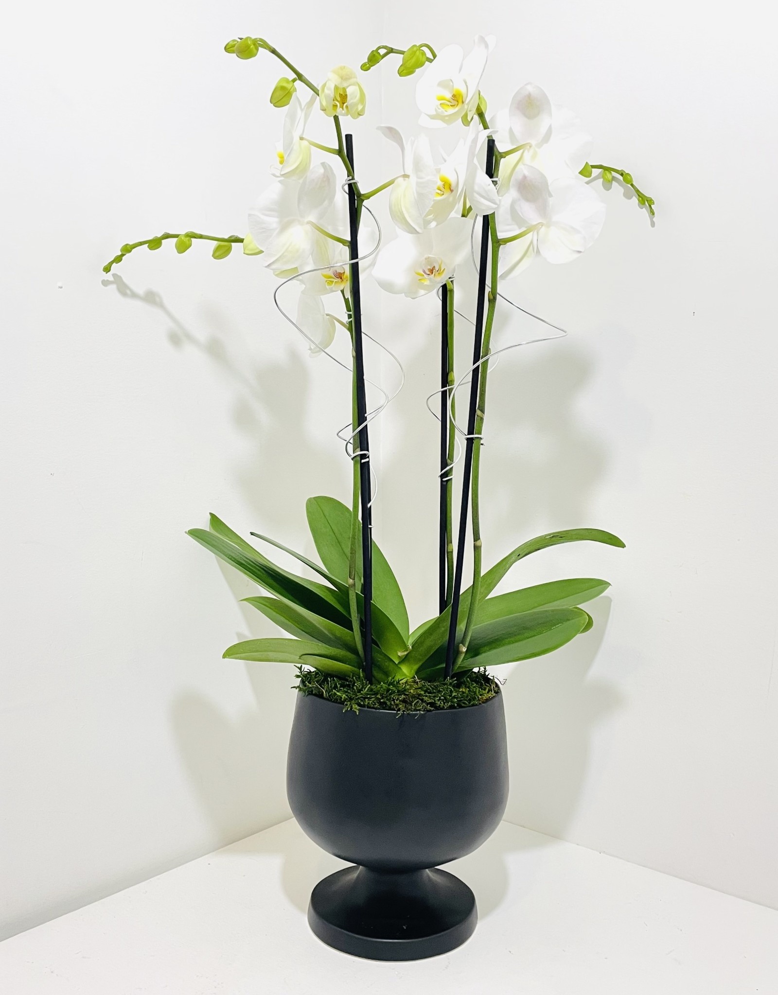 Orchid Arrangement in Black Pedestal Planter
