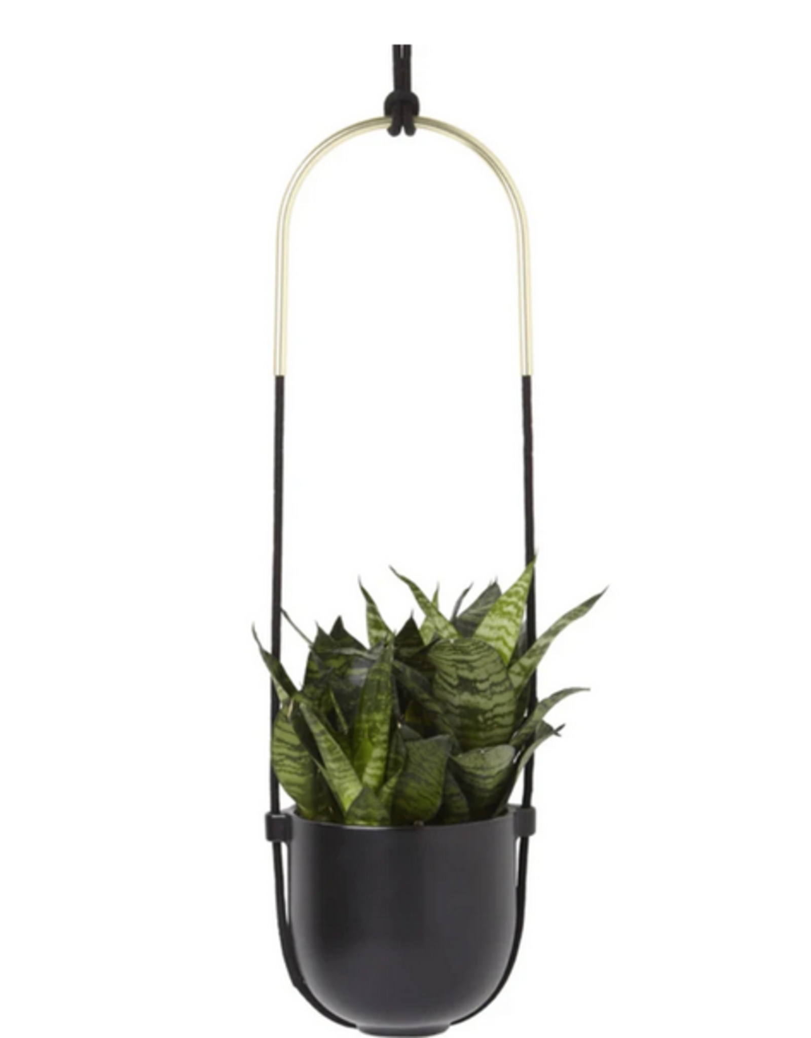 Black Bolo Planter D6" H43"