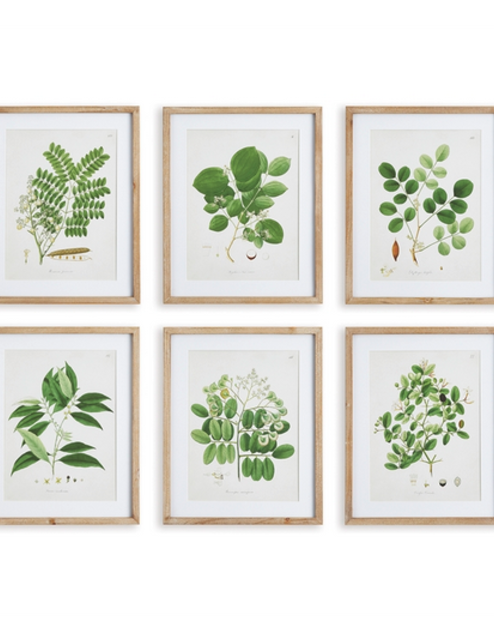 Tree Leaf Study Print L19.75" W15.75" - 6 Assorted