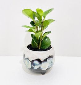 4” Green Leaf Peperomia in Black & White Footed Pot