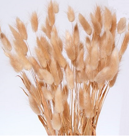 12-18" Natural Bunny Tails 100 Stems/Bunch