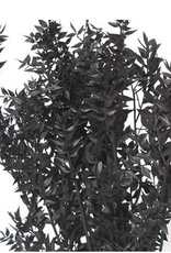 30" Black Ruscus Bunch 8oz.